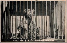 1001282■戦前 絵葉書■矢野動物館　豹　ひょう(動物 動物園)