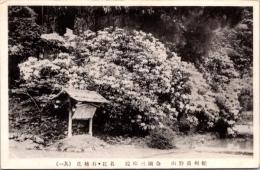 1001300■戦前 絵葉書■紀州高野山 金剛三味院　名花・石楠花