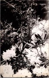 1001310■戦前 絵葉書■奈良 大和室生寺　石楠木