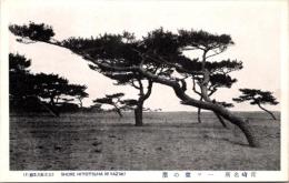 1001346■戦前 絵葉書■宮崎名所　一ッ葉の浜