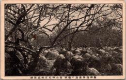 1001383■戦前 絵葉書■新御陵御廣庭の梅林豊公時代百軒長屋跡