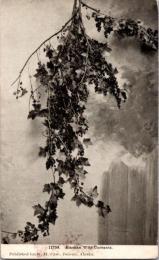 1001470■戦前 絵葉書■11759 Alaskan Wild Currants　海外 外国