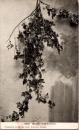 1001470■戦前 絵葉書■11759 Alaskan Wild Currants　海外 外国