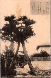 1001495■戦前 絵葉書■兵庫 須磨寺　松