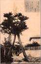 1001495■戦前 絵葉書■兵庫 須磨寺　松