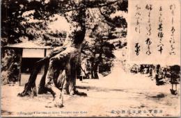 1001496■戦前 絵葉書■兵庫 須磨寺公園東根緒の松