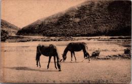 1001565■戦前 絵葉書■温泉公園　空池原ノ野馬