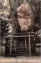 1001607■戦前 絵葉書■和歌山 紀三井山 霊樟