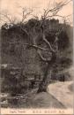 1001664■戦前 絵葉書■大和　紅葉橋