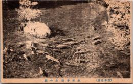 1001767■戦前 絵葉書■熊本名所　水前寺湧泉の鯉
