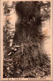 1001881■戦前 絵葉書■甲州西山旧温泉附近　下湯嶋の大杉