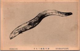 1001895■戦前 絵葉書■伊豆東名所 浮の池 うなぎ