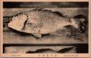 1001896■戦前 絵葉書■伊豆東名所 浮の池 湯鯉 