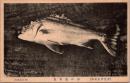 1001897■戦前 絵葉書■伊豆東名所 浮の池 毒魚