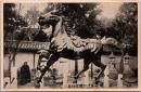1001920■戦前 絵葉書■神奈川　讃岐　金刀比羅宮　神馬