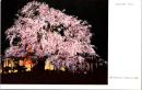 1001924■戦前 絵葉書■　京都　祇園の夜桜