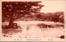 1001926■戦前 絵葉書■讃岐　高松栗林公園南庭　五葉松（アヒル)