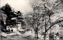 1002000■戦前 絵葉書■飛騨の高山 山王公園の桜花