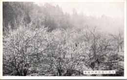 1002050■戦前 絵葉書■谷汲山遊園地の梅林