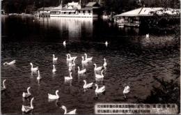 1002136■戦前 絵葉書■須磨寺遊園　池の附近 茶亭 （アヒル　多数)