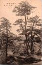 1002184■戦前 絵葉書■大津山神社　境内の一部