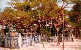 1002248■戦前 絵葉書■屏風ヶ浦大本山善通寺御影ノ松