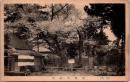 1002358■戦前 絵葉書■讃岐　屋嶋可正桜
