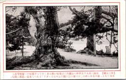 1002404■戦前 絵葉書■京都 橋立公園 松