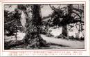 1002404■戦前 絵葉書■京都 橋立公園 松