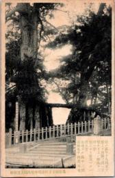 1002463■戦前 絵葉書■鳥取 米子町法城寺境内根上連理松