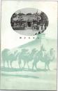 1002474■戦前 絵葉書■乃木記念館 ラクダ　駱駝 万里の長城?