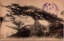 1002567■戦前 絵葉書■久能山上物見の松 大正・明治期　