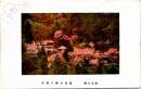 1002677■戦前 絵葉書■養老公園の桜花
