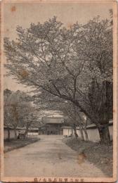 1002698■戦前 絵葉書■醍醐三寶院馬場先ノ桜