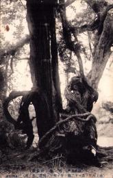 （絵葉書）陸奥五戸　岩ノ脇ノ神代藤　1枚（青森県）