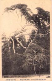 （絵葉書）佐渡阿仏坊妙宣寺　-阿新丸の隠松-　1枚（新潟県）