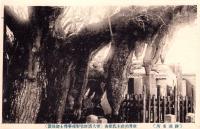 （絵葉書）勝浦名所　-世界的珍木乳銀杏-　1枚（千葉県）