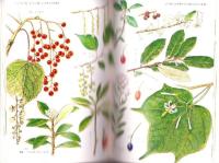 野山の木Ⅰ・Ⅱ　全2冊　-カラー自然ガイド-　カラーブックス