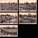 （絵葉書）蒲田菖蒲園　5枚（東京）