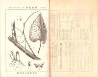 昆蟲世界　71～121号　48冊揃　-明治36～41年-
