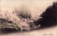 （絵葉書）吉野山の櫻花　1枚（奈良県）