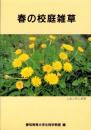 春の校庭雑草　-改訂版-（愛知県）