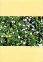 春の校庭雑草　-改訂版-（愛知県）