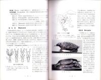 哺乳類（国立科学博物館）