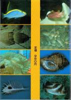 東海の魚　-伊勢湾と熊野灘を中心に-
