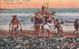 （絵葉書）　三浜名所　平磯海岸鰹ノ大漁　1枚　（茨城県）