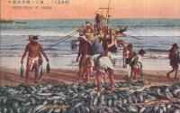 （絵葉書）　三浜名所　平磯海岸鰹ノ大漁　1枚　（茨城県）