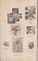 西洋草花図譜