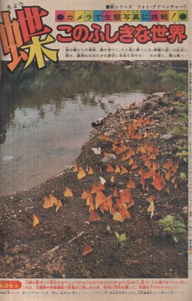 週刊少年マガジン 昭和52年20号 昭和52年5月15日号 表紙画・水島