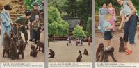 （絵葉書）国立公園　高崎山自然動物園　袋付6枚（大分県）